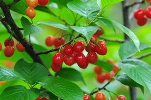 2018河南美农富硒樱桃节开幕 五一玩转樱桃季，品味农副土特产品