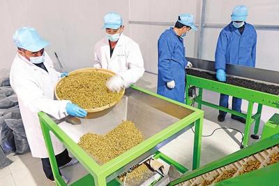 山西药茶 香飘世界的农副土特产品